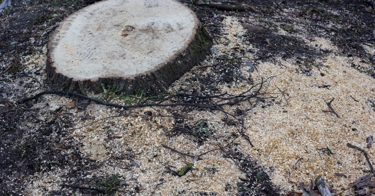 A Guide to Using Rotary Hammers for Stump Extraction
