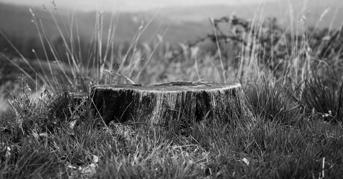 A Step-by-Step Guide to Mechanical Stump Grinding