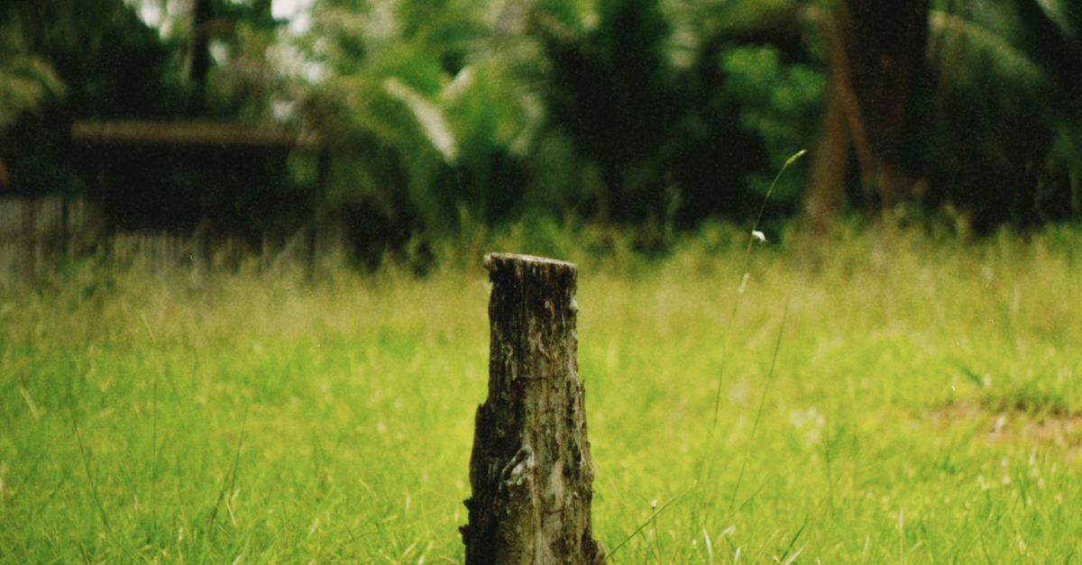Additional Charges for Timber Disposal During Stump Removal