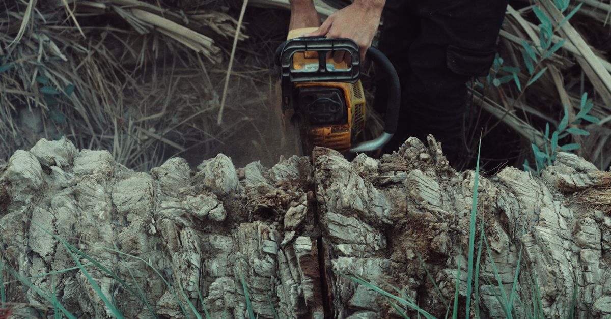 Additional Landscaping Expenses After Stump Removal