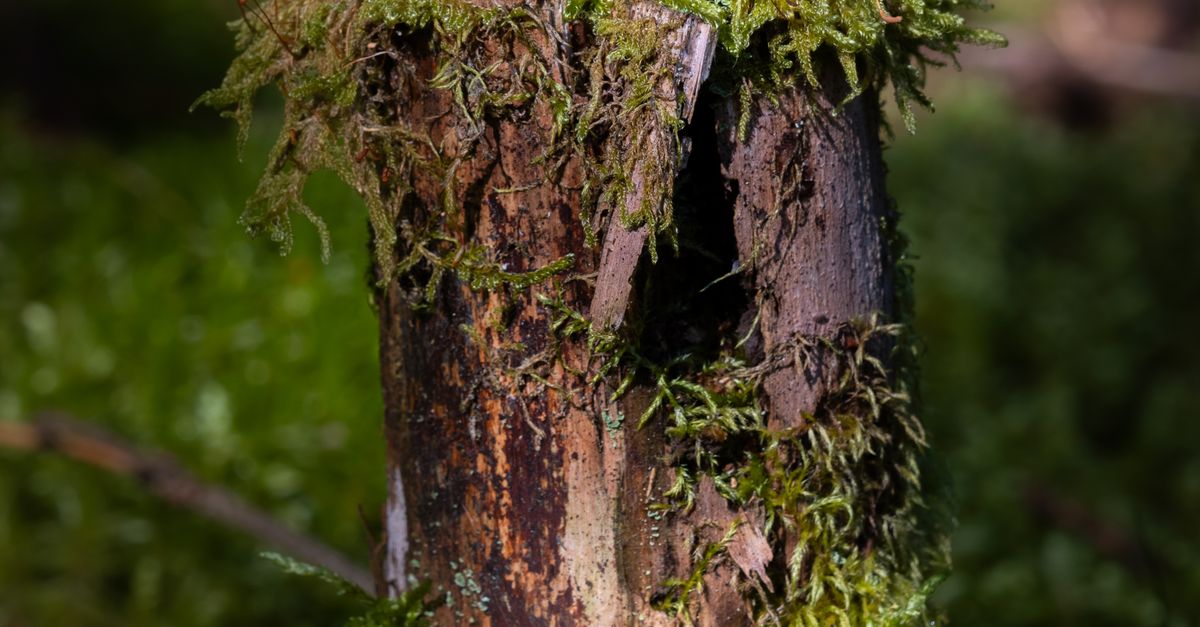 Affordable Options for Stump Removal Services in Cairns
