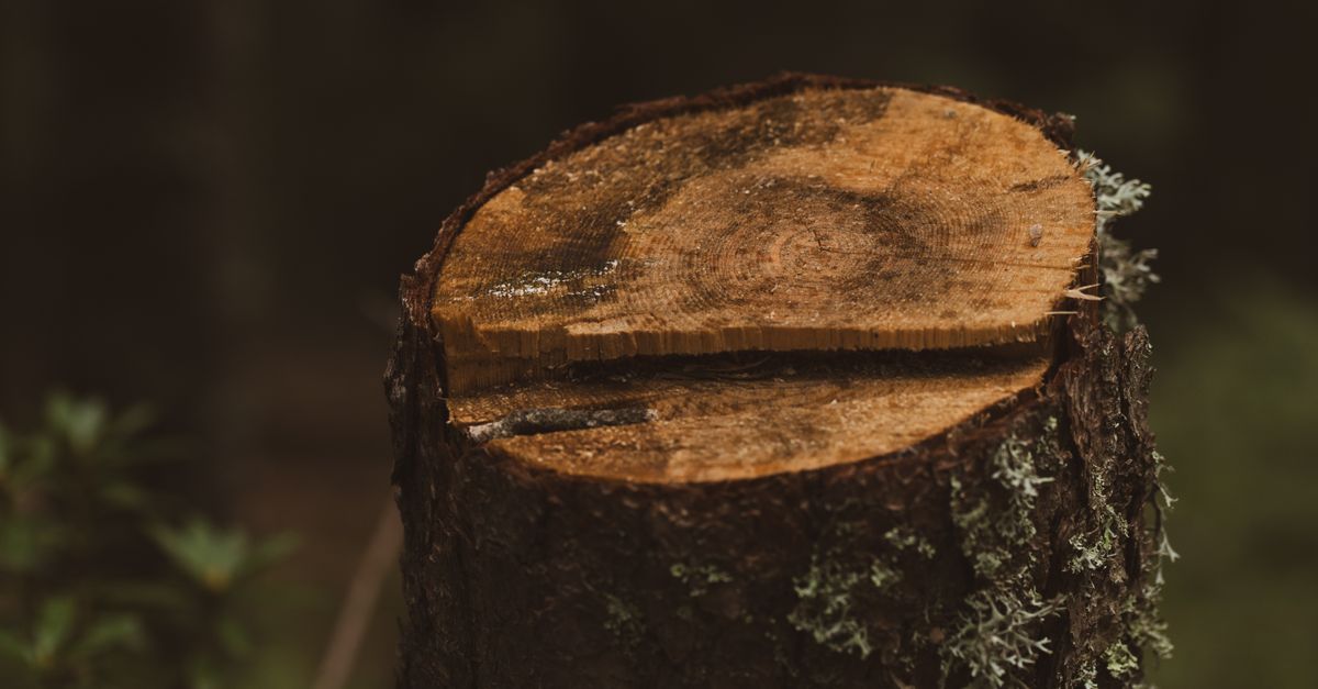 Application Techniques for Chemical Stump Removal Products