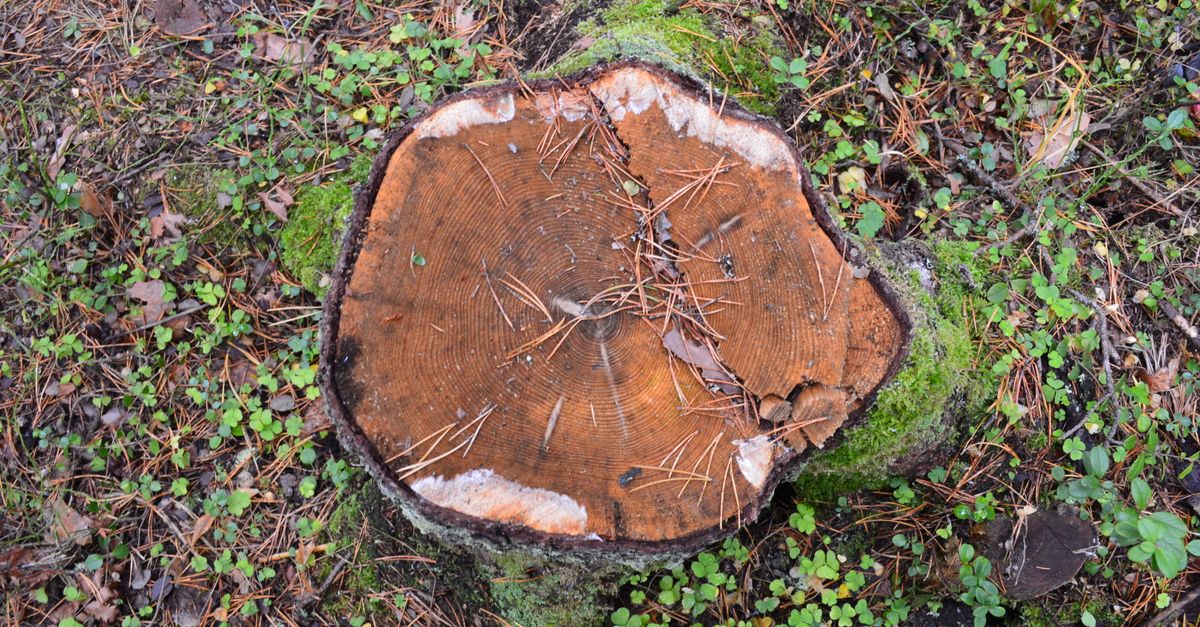 Best Practices for Using Hand Tools in Stump Removal