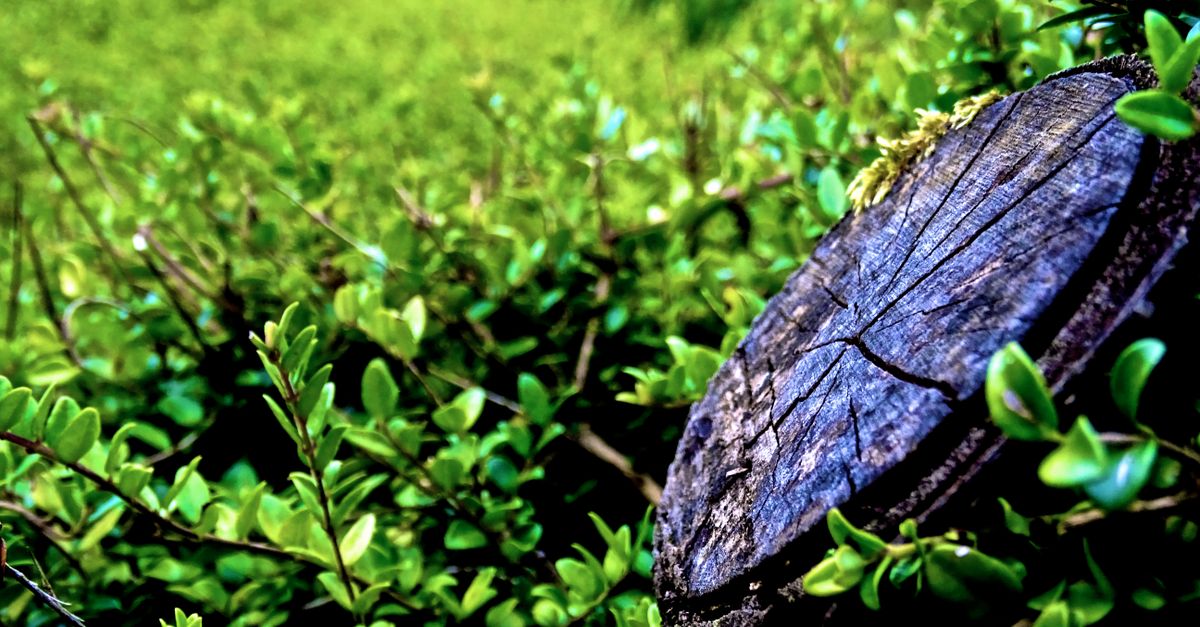 Common Mistakes to Avoid with Hand Tools in Stump Removal