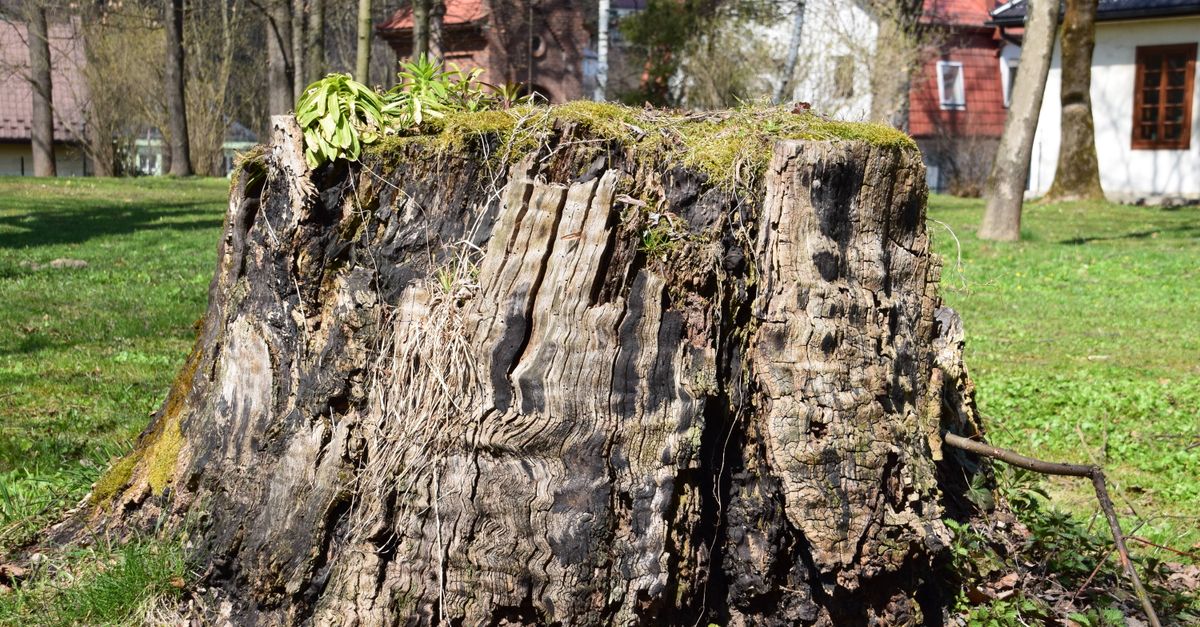 Comparing Chemical Treatments for Stump Removal in Tropical Climates