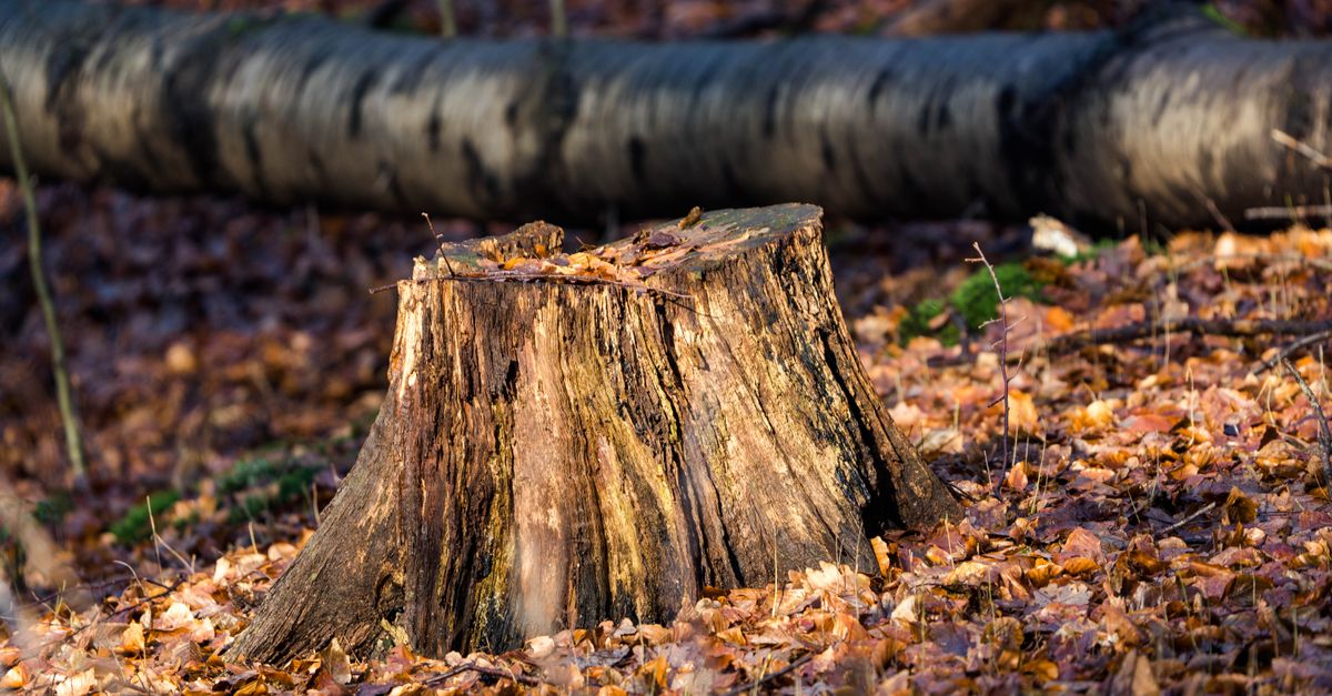 Comparing Different Types of Hand Tools for Stump Extraction
