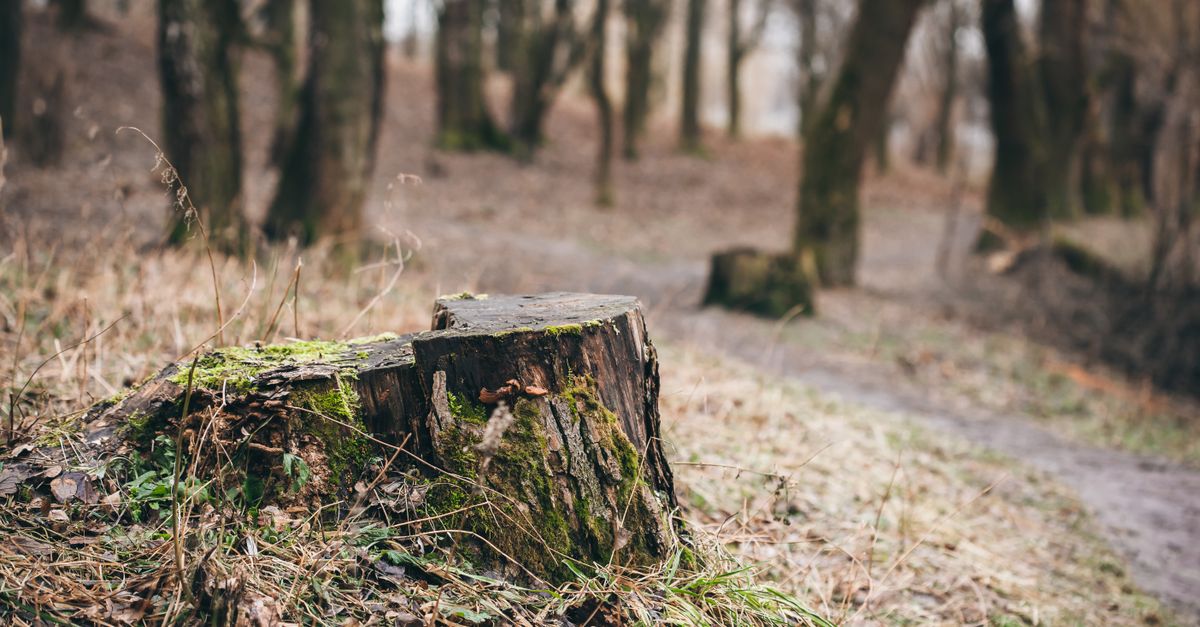 Comparing DIY Stump Removal Costs with Professional Services in Cairns