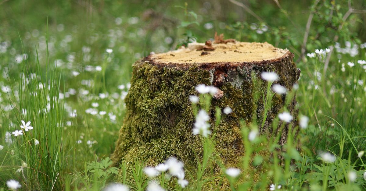 Comparing Epsom Salt to Other Chemical Methods of Stump Removal