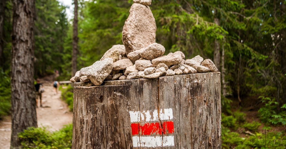 Comparing Rates for Stump Removal in Cairns