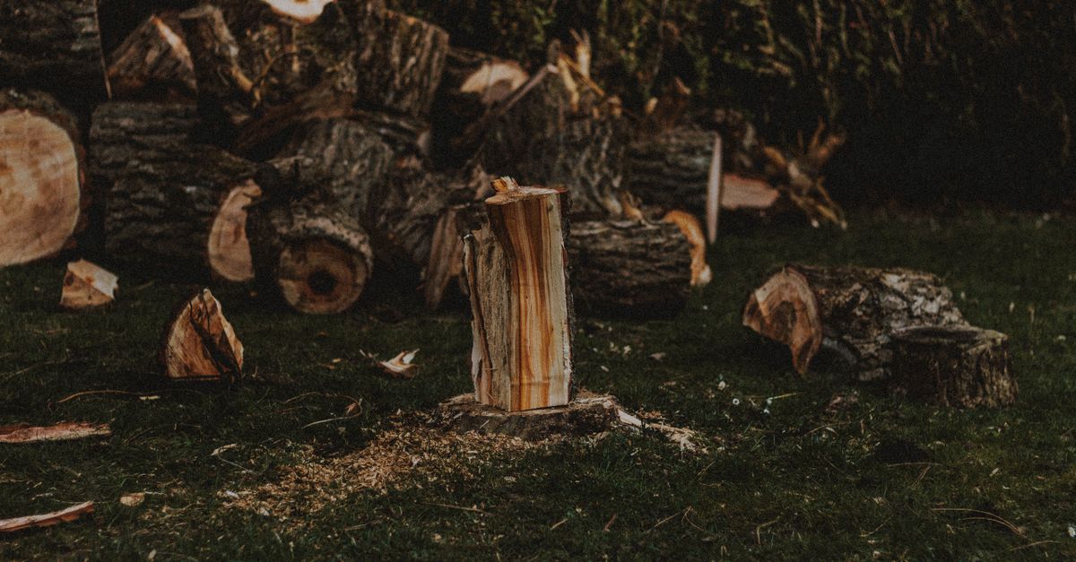 Cost Analysis: Professional Stump Removal vs DIY Approach