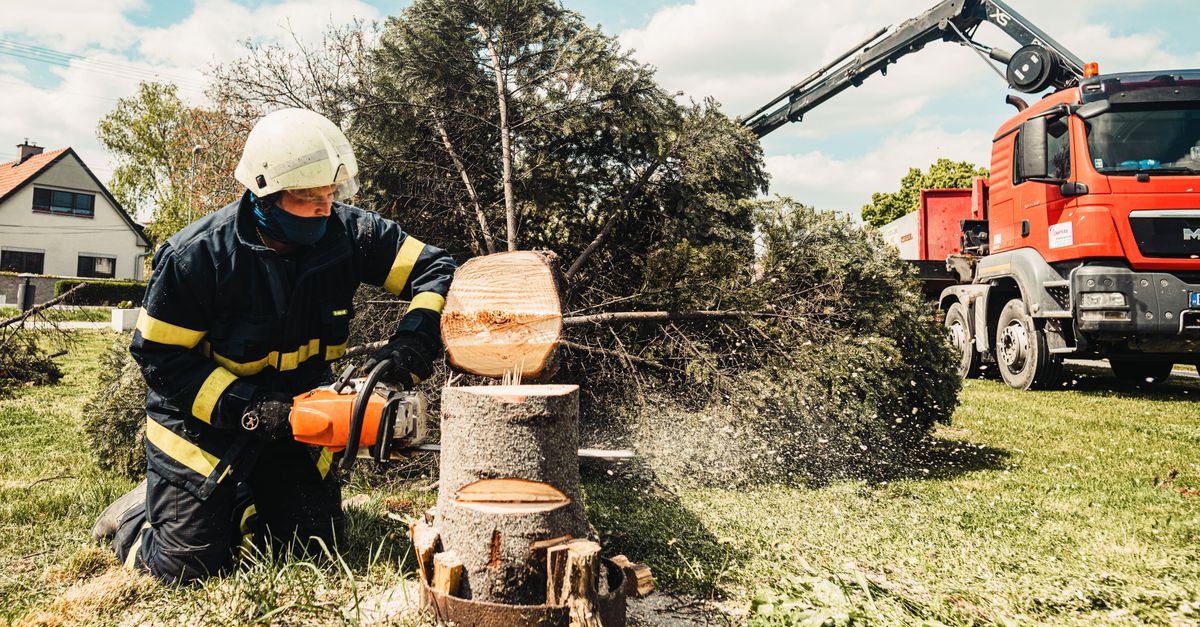 Cost-Efficient Strategies for Stump Removal in Tropical Cairns