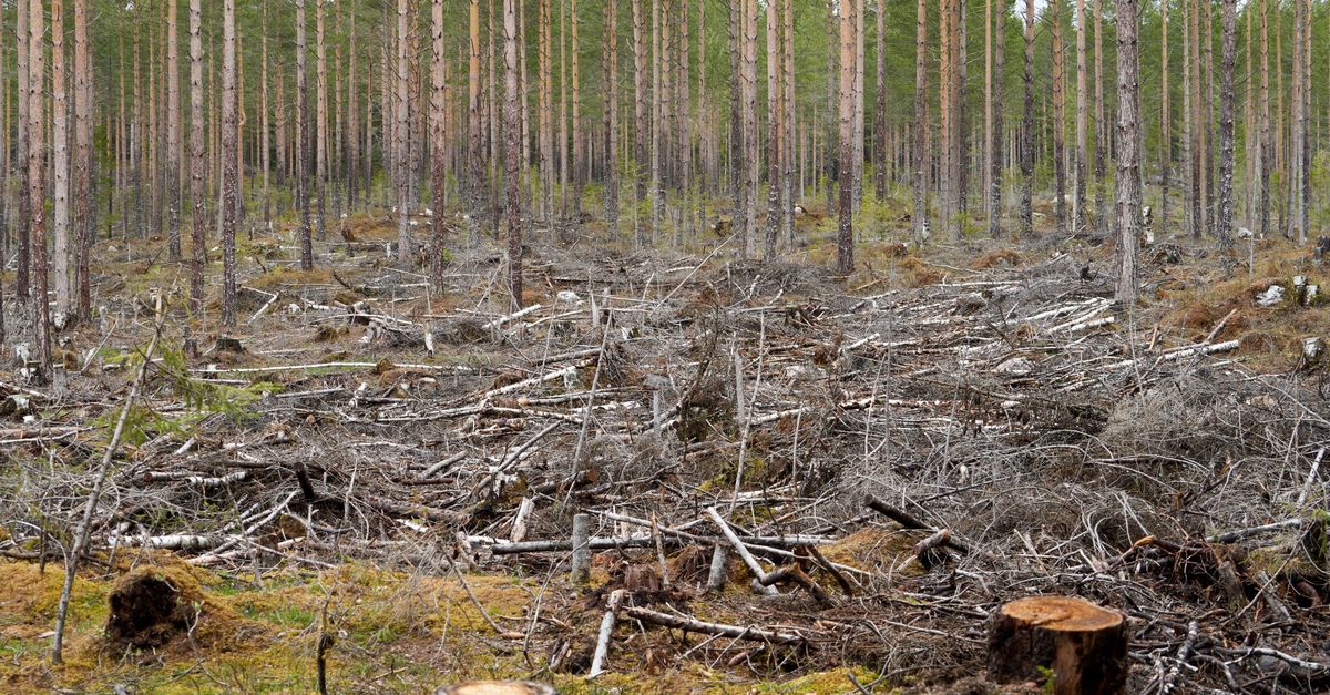 Cost Implications of Site Restoration Following Stump Removal