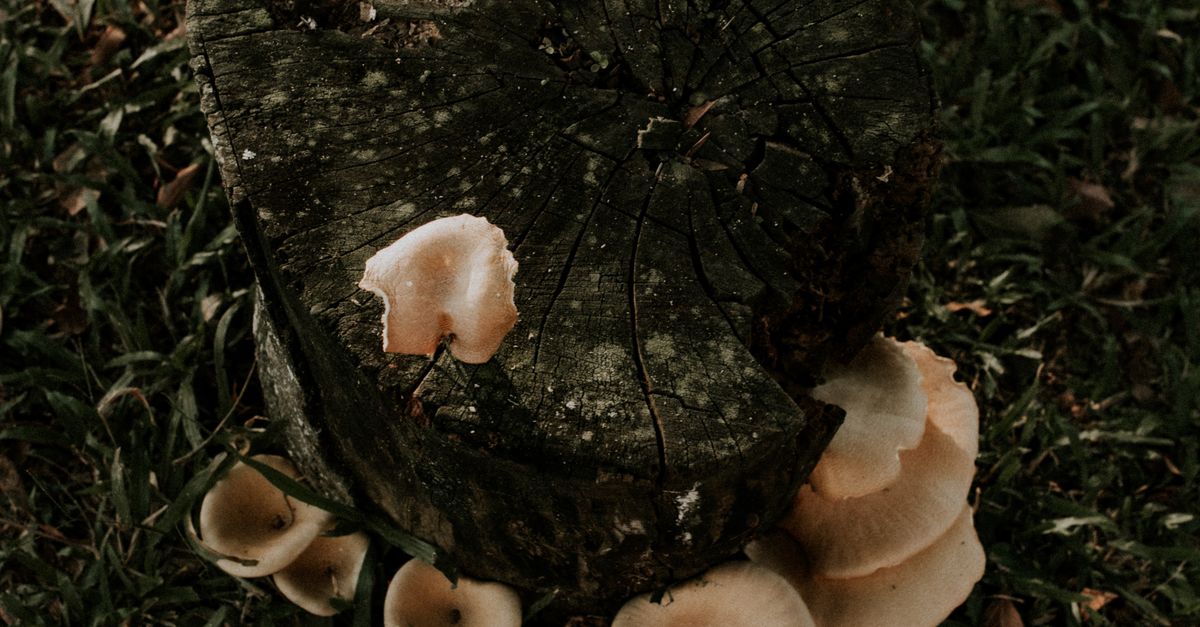 Effective Chainsaws for Stump Removal in Cairns