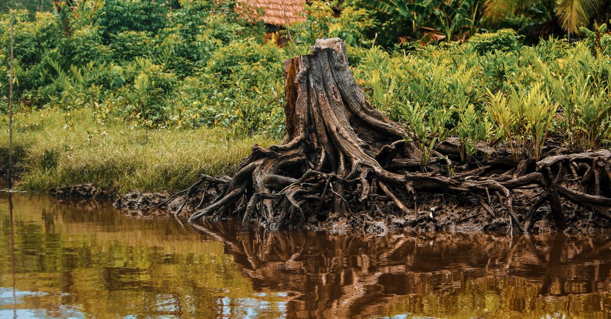 Environmental Considerations for Manual Stump Removal in Cairns