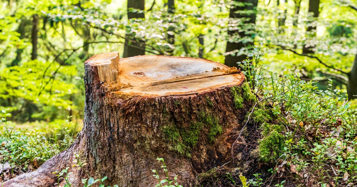 Hidden Expenses in Stump Removal Services