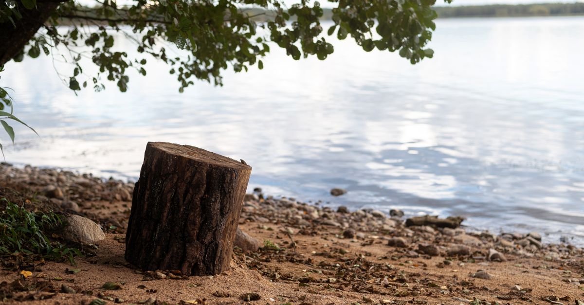 How to Budget for Stump Removal in Cairns