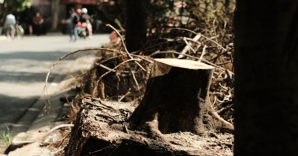 How to Identify the Right Spot for Manual Stump Removal