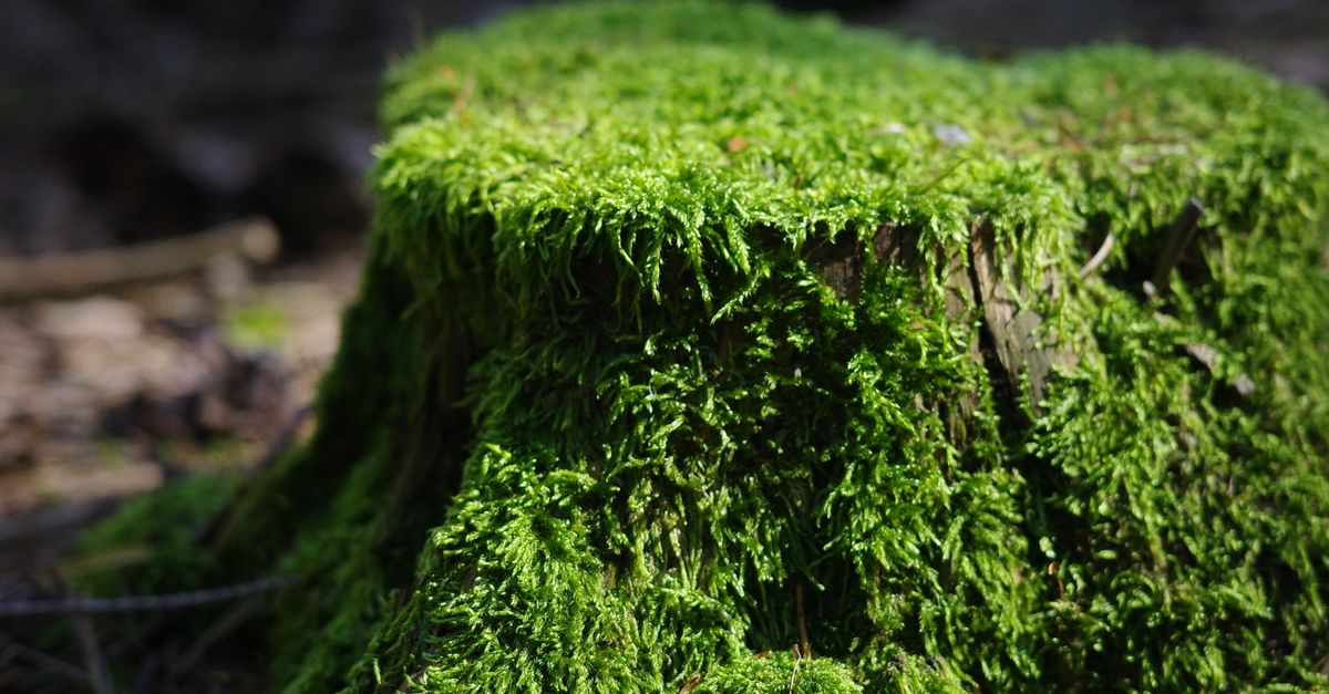 How to Monitor and Control Your Stump Burning Process