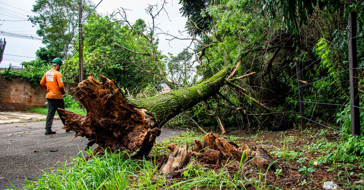 How to Operate a Stump Grinding Machine Safely