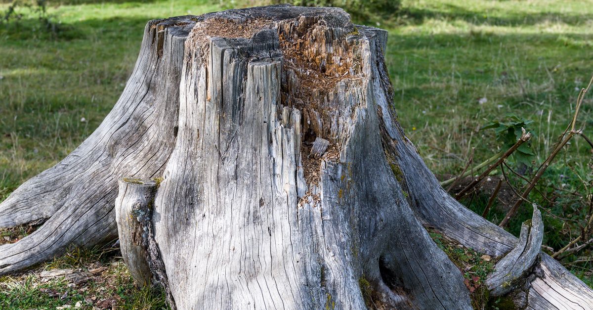 How to Operate a Stump Removal Wood Chipper Safely