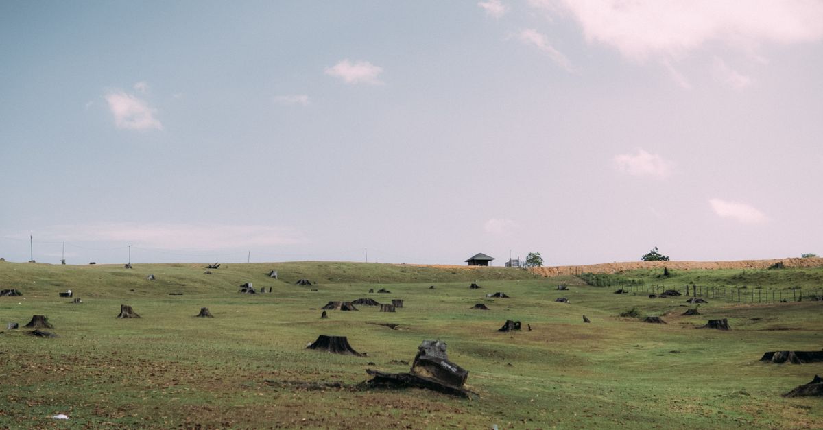 How to Select the Best Chemical for Stump Removal