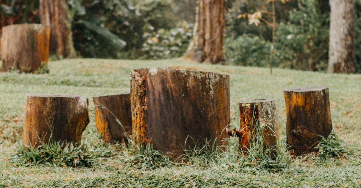 Impacts of Tree Size on Stump Removal Costs in Cairns