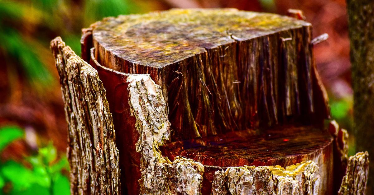 Labour Costs Associated with Stump Removal in Cairns