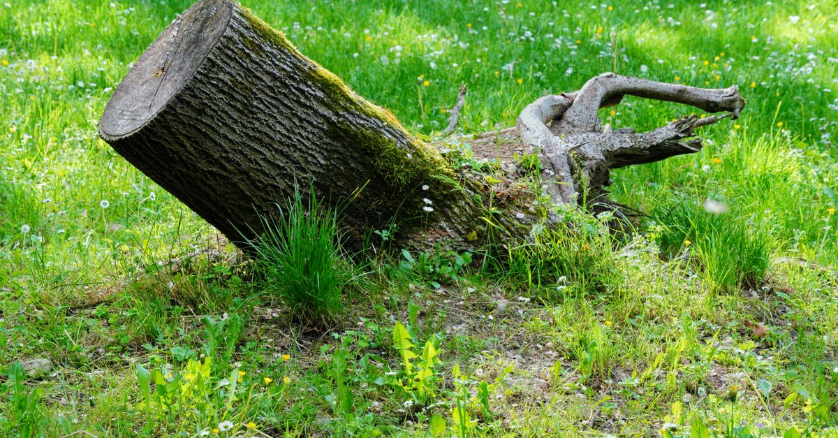 Potential Costs of Stump Disposal and Haulage