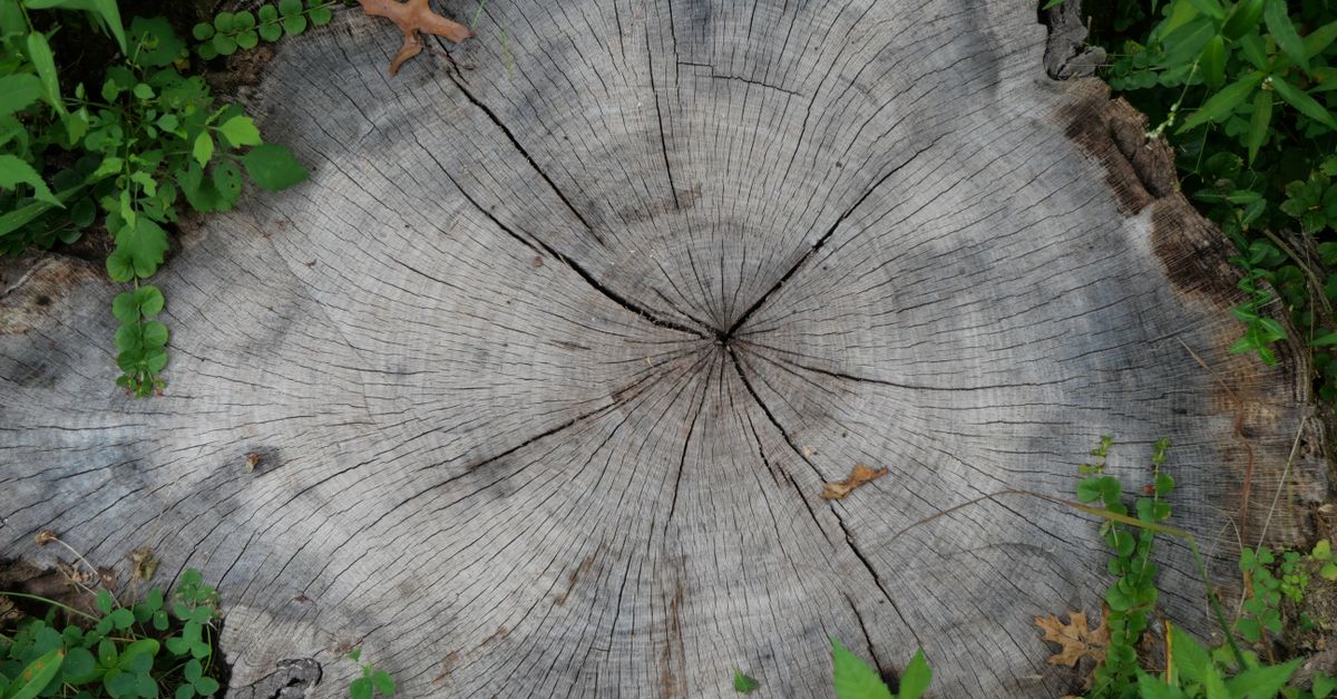Safety Precautions When Using Chemical Stump Removers
