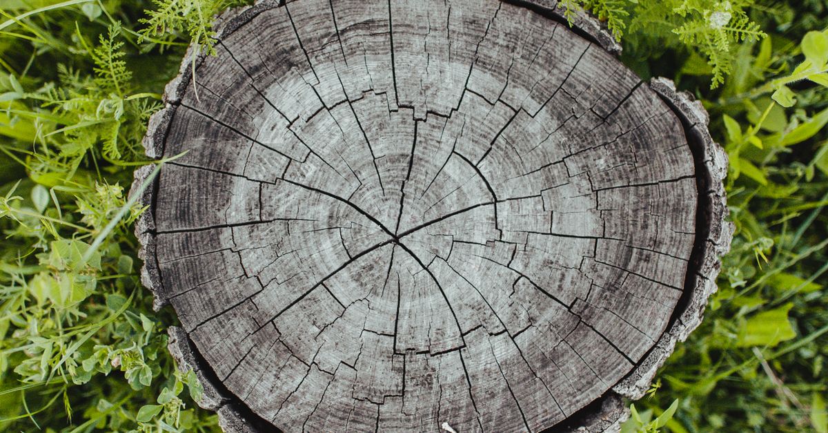 Saving Money on Stump Removal: Tips for Cairns Residents
