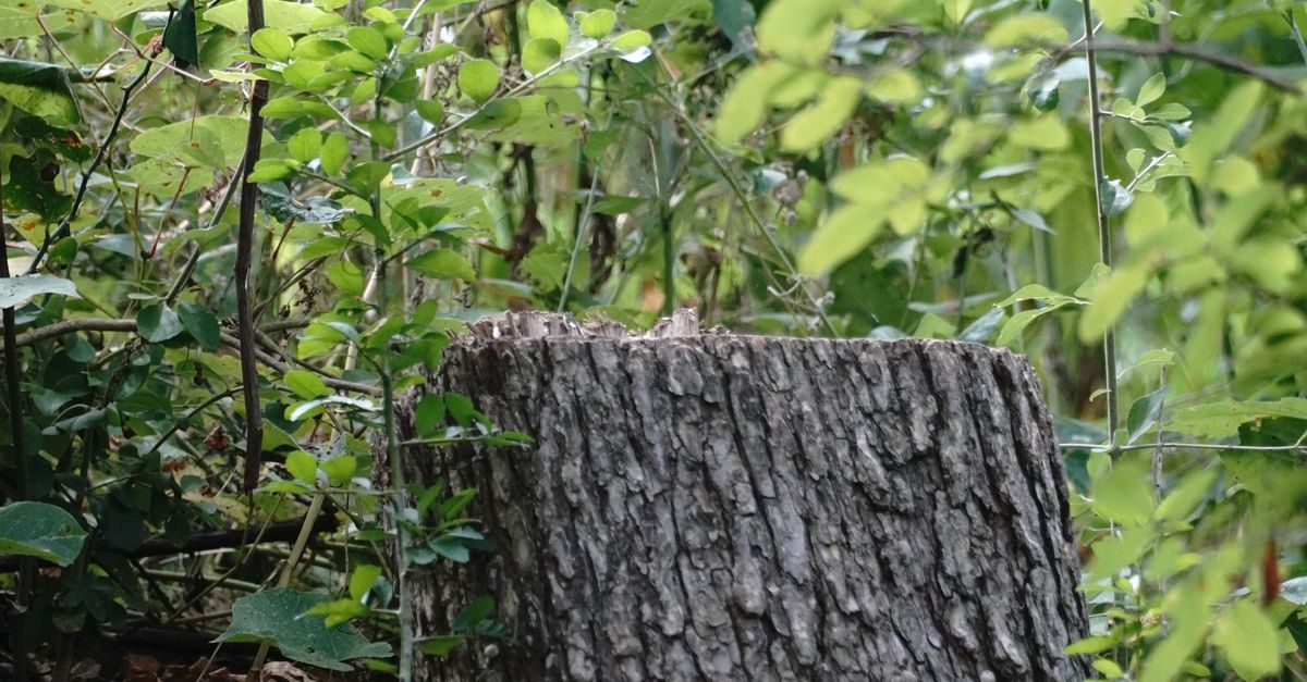 Seasonal Pricing Variations for Stump Removal Services