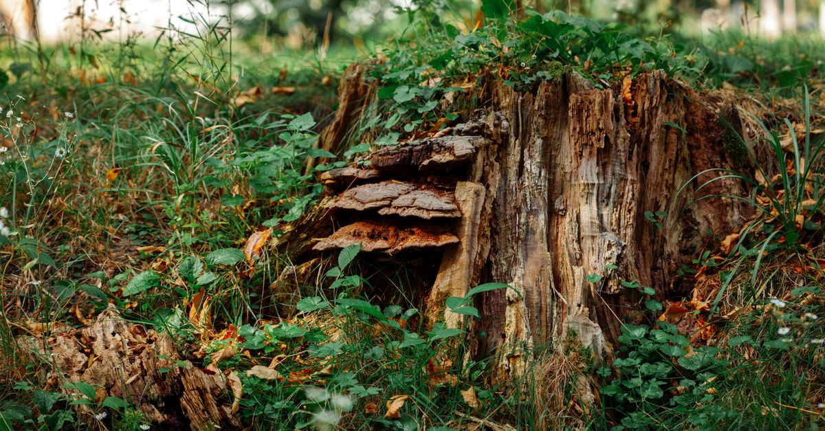 The Big Picture: Total Costs Involved in DIY Stump Removal