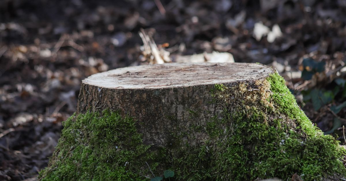 The Effectiveness of Hydrogen Peroxide in Stump Removal