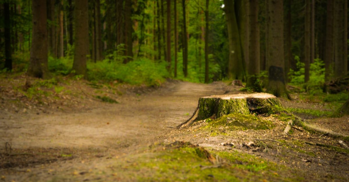 The Effectiveness of Sodium Nitrate in Stump Elimination