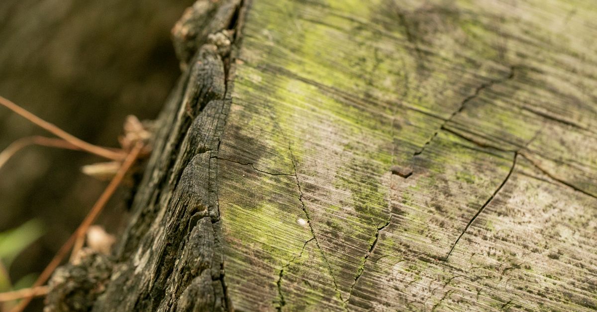 The Price Range for Professional Stump Removal in Cairns