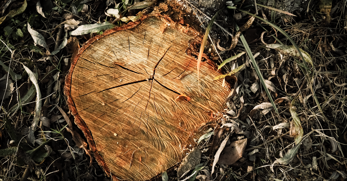 Top Features to Look for in Stump Grinding Machines
