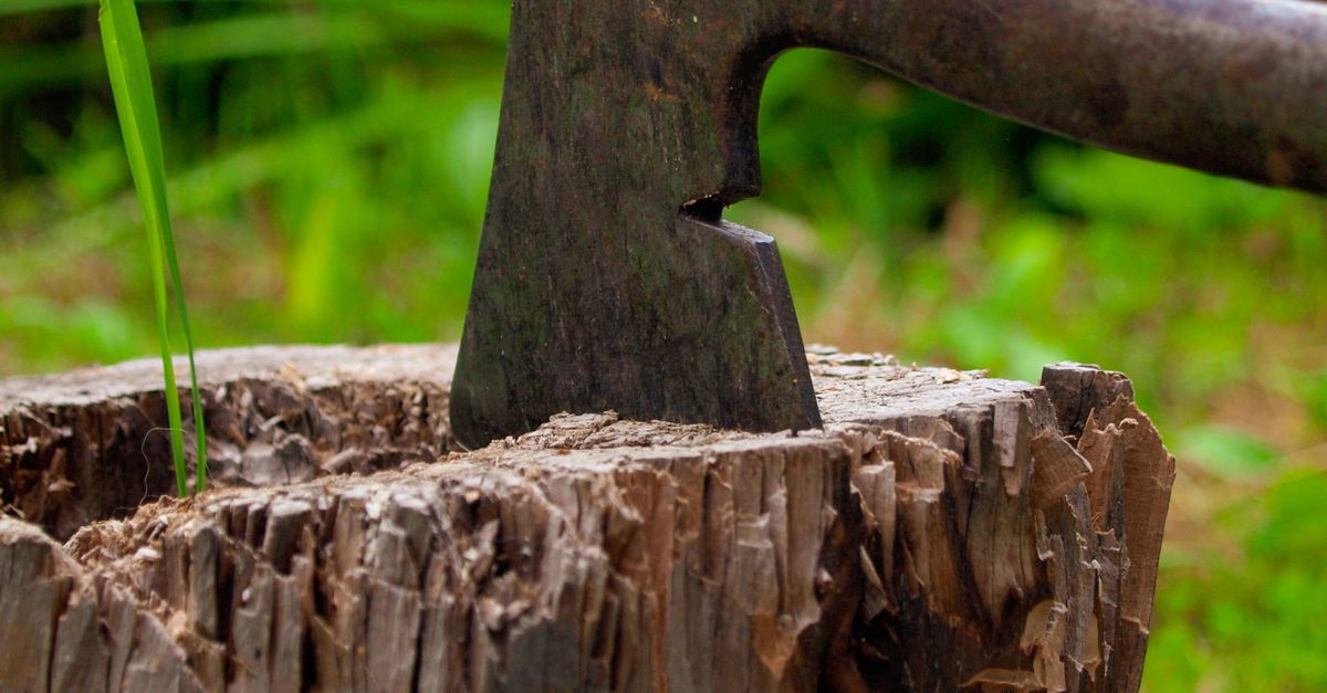 Understanding the Role of Shovels and Saws in Stump Removal