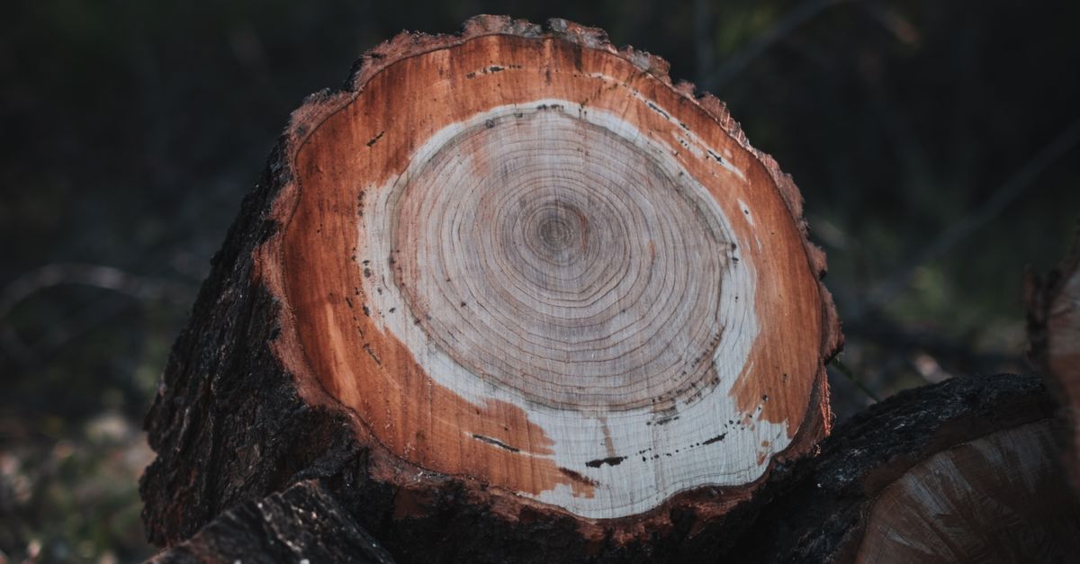 What Factors Affect Stump Removal Pricing in Cairns